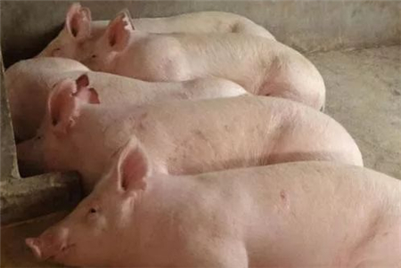 猪舍潮湿，猪患风湿病怎么办？这三个方法简单有效！