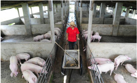 ​猪治病过程中，皮下、静脉、腹腔，如何选择正确的注射方式？