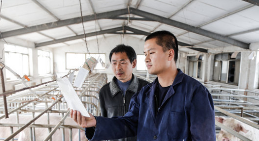 济宁大学生回乡创业养猪，给猪安空调，抱小猪玩直播