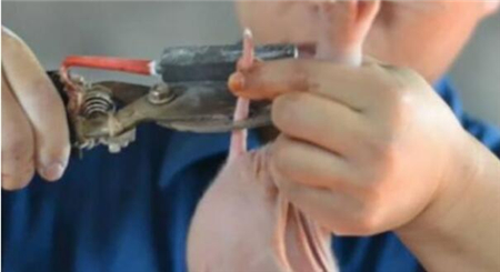 小猪尾巴脱皮严重，已经开始烂尾了，需要断尾吗？