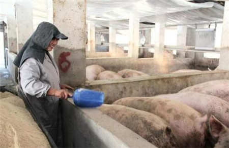 PRRSV毒株变化大，蓝耳疫苗能否hold住？