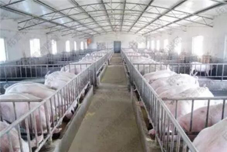 养猪人别再错了，猪场驱虫不见虫还不能安心养猪！