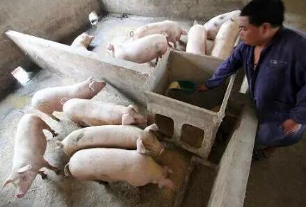 母猪奶水不足和猪身上长痘痘的，这里有妙招！