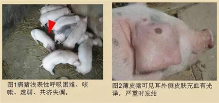 夏季多发！比猪瘟还可怕、养猪户一定要重视！！