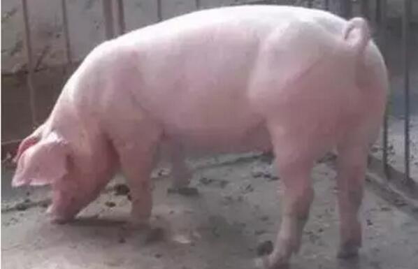 99%的人这样挑选后备母猪，你做到了吗？