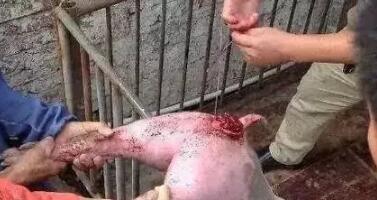 猪脱肛的原因，很多养猪朋友都不知道...