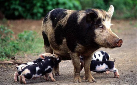 养猪人看完都沉默了！猪场最容易犯的9大错误！