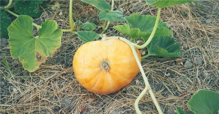 夏季养猪想增重，这些妙招不能少！