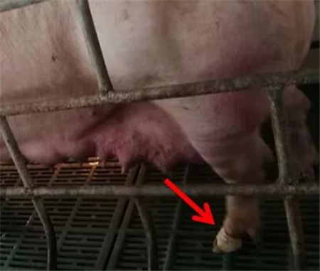 一根小木棍，解决产房母猪肢蹄和压乳2大问题！！