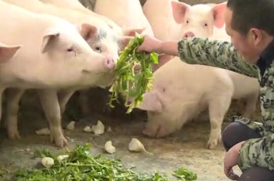 母猪真的会无故流产？专家：事出必有因！