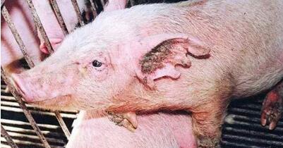 猪场猪只身体消瘦，皮肤起疙瘩，可能是这种病！