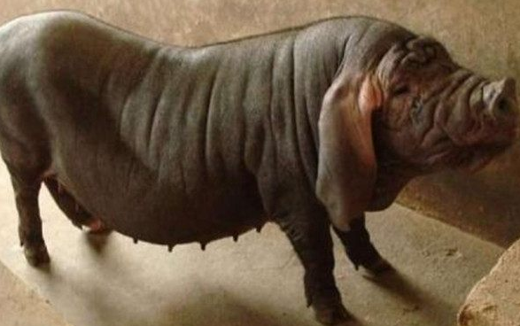 被禁止出口的国宝猪，肉质好但是长得丑？