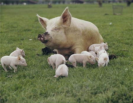 抓重点！养猪人应该关注的“7天与17天”