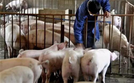 希望有更多的朋友来关注养猪业、关注我们养猪人!