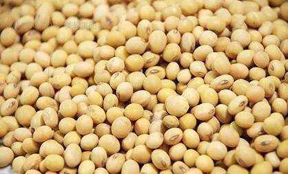 令人困惑不已，中国每年进口那么多大豆去哪里了？