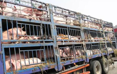 不得不看：5月2日起猪农卖猪、引种、生猪运输要注意了！