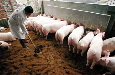 母猪产后不让孩子吃奶怎么办？