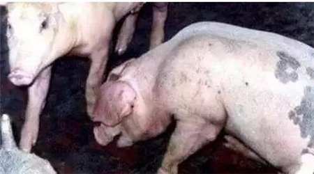 治疗这10种猪病都有一款特效药，真管用！