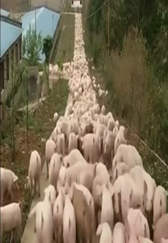 今年养猪要亏了，哎，投资了那么多！
