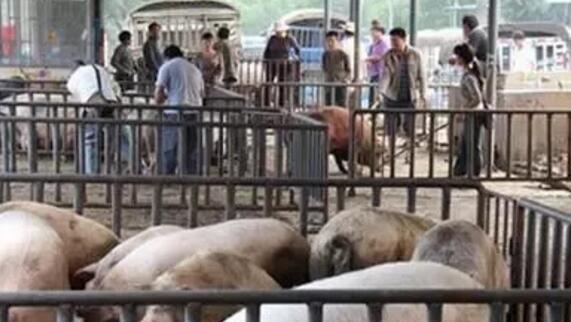 收猪保护价7.4元/斤！这些养户的猪能卖这么贵是因为...