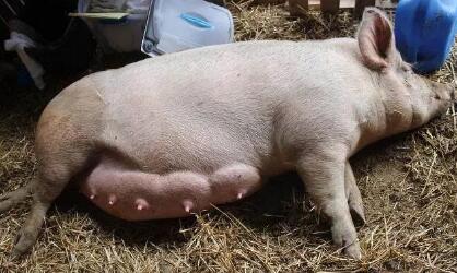 猪价低的可怜，这头母猪快点好起来，大家有好的妙招吗？