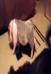 两只猫在家里打架玩，没空搭理猪，猪很生气！