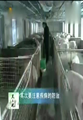 阳春四月养猪防病的注意事项！！！