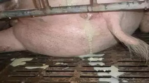 不打针不灌注，轻松解决子宫炎，只需1次仅5元！