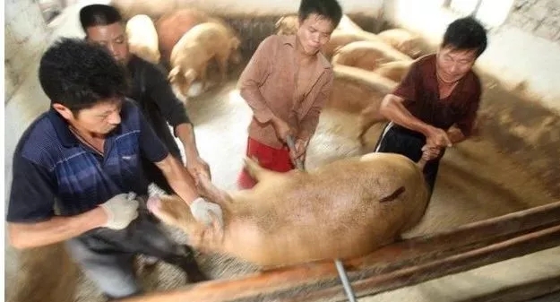 猪友分享：养猪四年放弃了，把我的经验告诉你们！