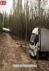 泔水猪养成记：这样的猪到底是好还是不好？