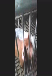 这种颜色的猪是什么猪，好可爱，太萌了