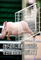 一只猪的故事！（经典）