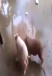 哈哈哈哈！一圈决不容两猪！！！