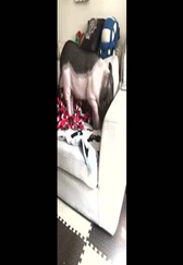 不知道是人变了，还是猪变成祖宗了！