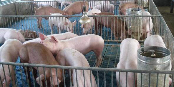 自从重视这一点，保育猪不但好养，后期涨势还快