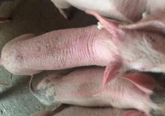 驱虫，你还蒙在鼓里？猪场正确驱虫应该是...