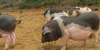 关停搬迁216个养殖场后，畜禽产量竟翻番了？