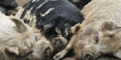 互联网企业养猪养鸡 消费升级下更多“外行”跨界农业