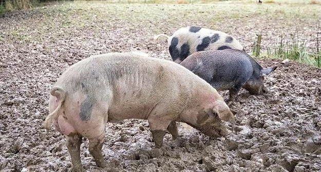 资深养猪人：关于猪胃出血，我是这样做的！