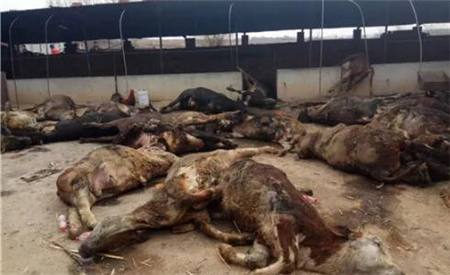 天灾加人祸：辽宁开原山火使养殖户损失惨重！