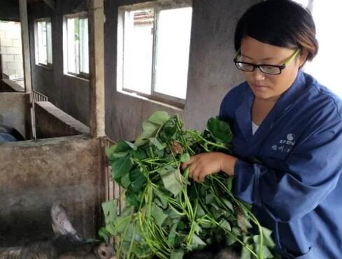 80后女白领辞职当猪倌 养黑猪年赚30万元！！！