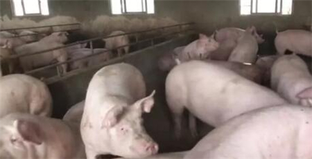 胡萝卜不但能让母猪多产还能治猪病！