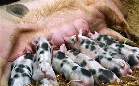 养猪场仔猪拉稀损失最大的三种疾病，养猪人告诉你办法...