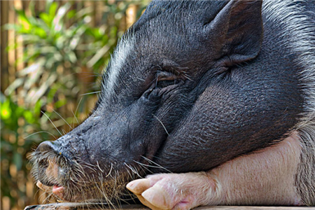 小心！猪蹄裂病、不重视，小病拖成大损失！