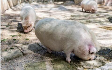 十年前每个猪场都得过这种病！到目前还非常流行！！