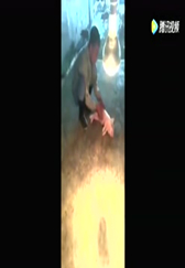 你永远叫不醒一只睡着的猪，养猪场主人不管怎么叫醒，都不会醒过来！