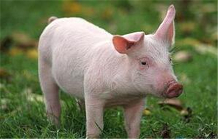 还在为猪价不给力犯愁？看这些养猪牛人展示猪业风采！