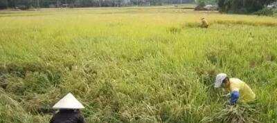 我国有几亿农民，为何年年还要大量进口粮食呢？听听专家怎么说！