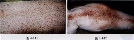 猪场是否蓝耳活跃，现场如何看?用图说话！