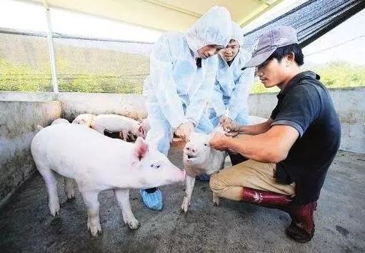 警惕伪狂犬的这些新临床症状！选择和使用疫苗时要注意……